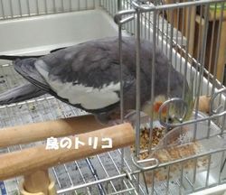11　2018_08_06　17時52分　夕方の放鳥ガオちゃん.jpg