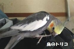 17@vUɔ閧n֍sKI.jpg