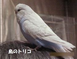 1　あおちゃん放鳥写真.JPG