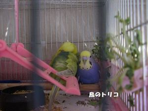 3  2006-12-19 HɊY`.JPG