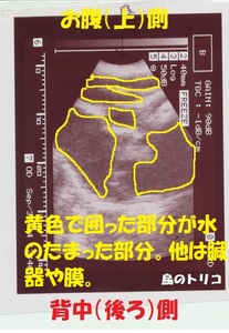 5 炿񗑑XẼGR[摜 003.jpg