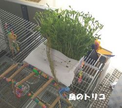 5@؃oCLOꃌCAEg|2.jpg