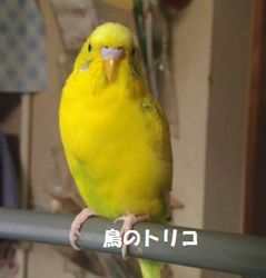 7@ƒj̎q炵ȂȁH.jpg